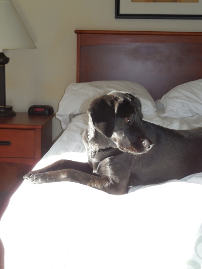 My dog enjoyed staying at a La Quinta recently. I got the room for $39 using the coupon code!